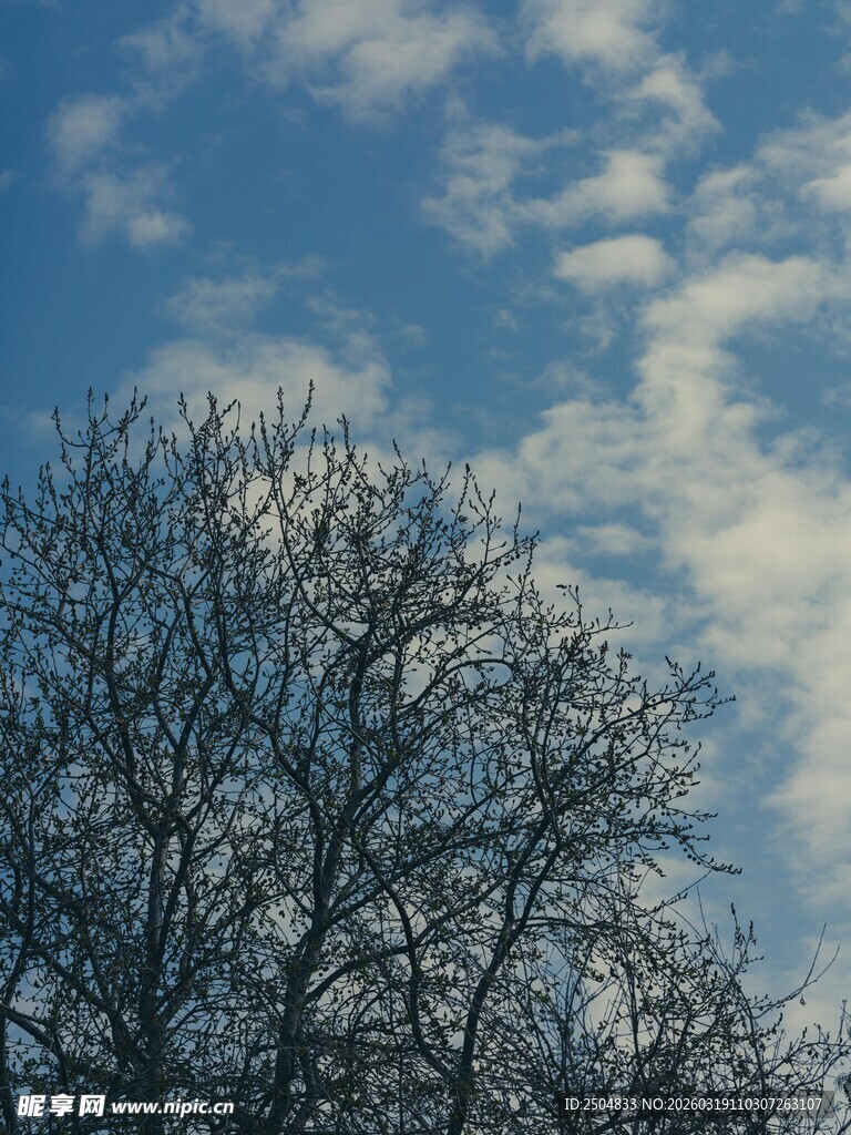 冬日枯树与蓝天白云