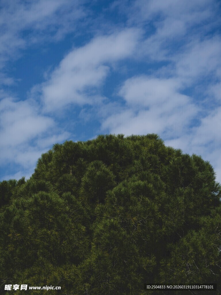 蓝天之下的葱郁树林