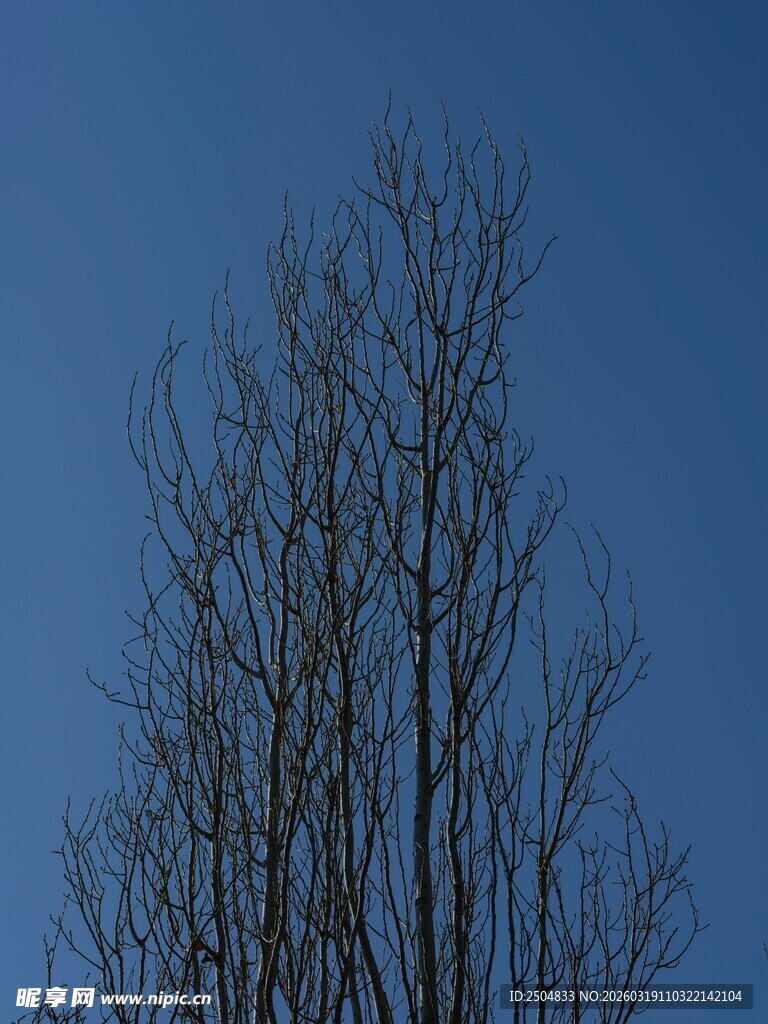 蓝天映衬下的光秃树木