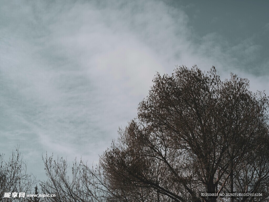 天空下的萧瑟树木