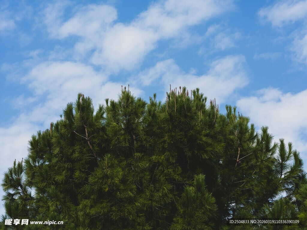 蓝天绿树风景