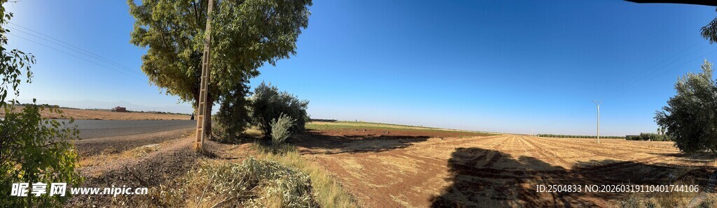 旷野中的树木与开阔蓝天