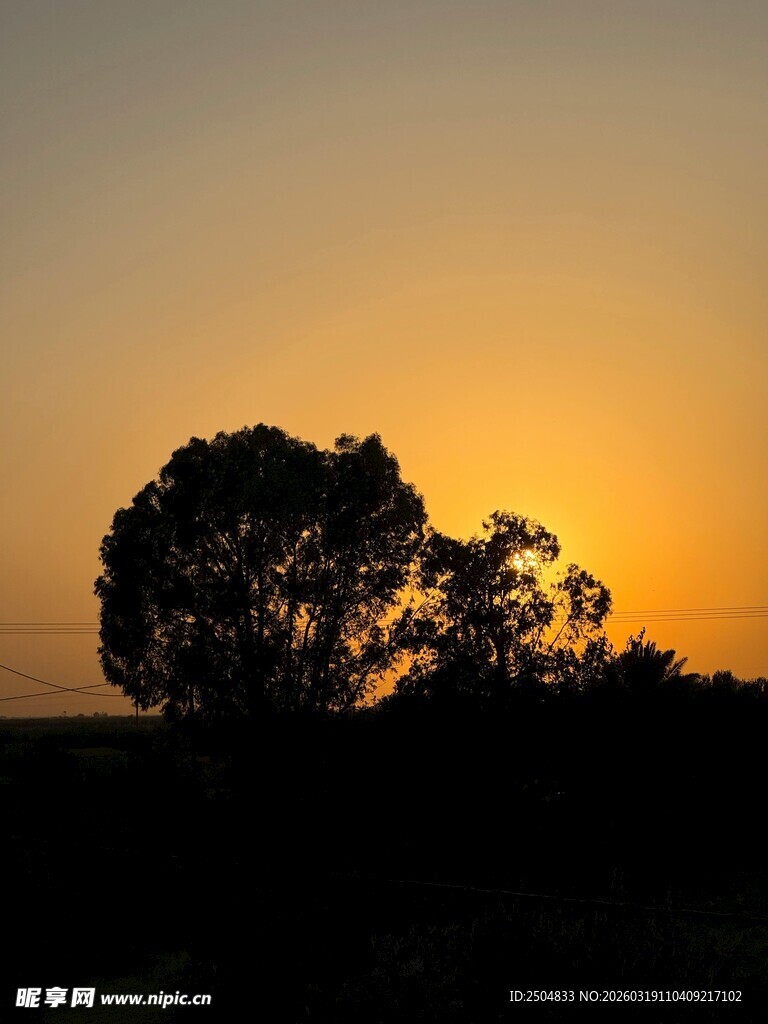 夕阳下的树木剪影