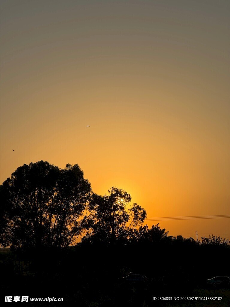 黄昏下的树木剪影