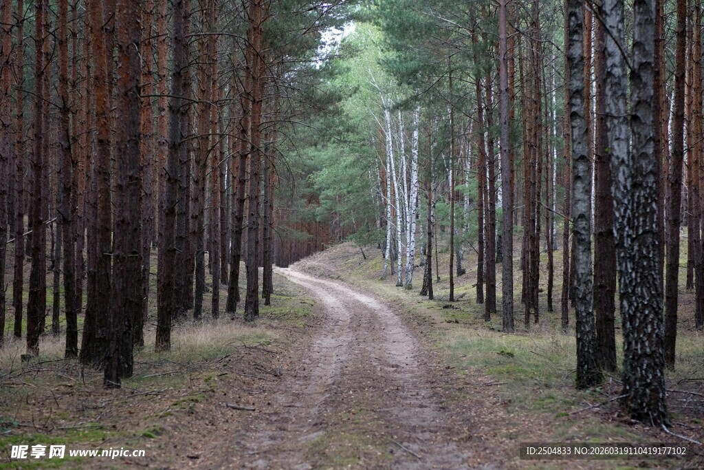 林间蜿蜒小路 静谧森景