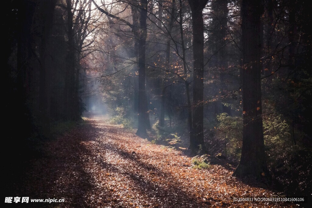林间晨光洒在落叶小路上