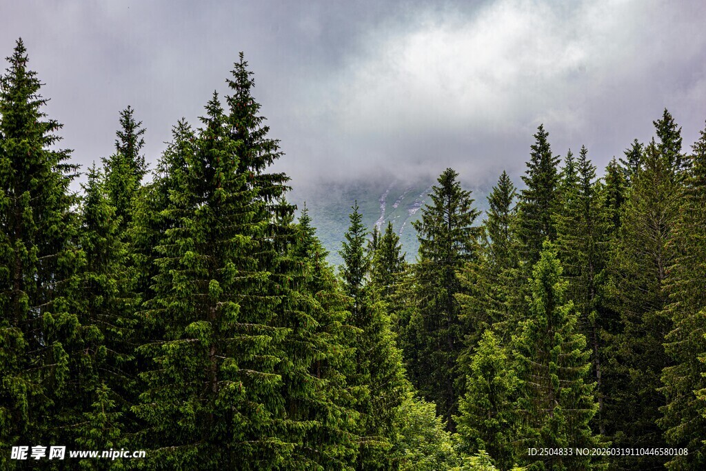 茂密松树林 云雾缭绕间
