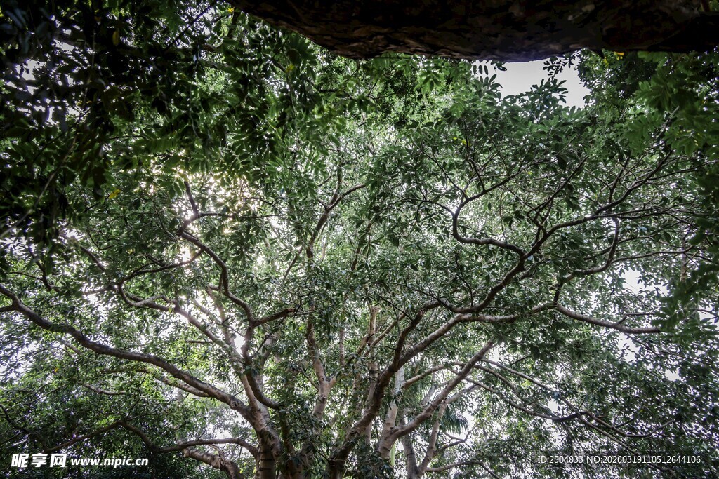 繁茂大树枝叶间的景色