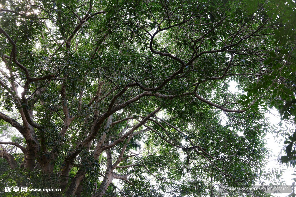 繁茂大树枝叶绿意盎然