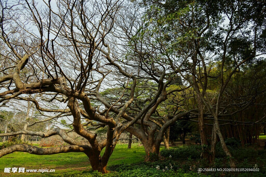 弯曲老树 绿意环绕之景