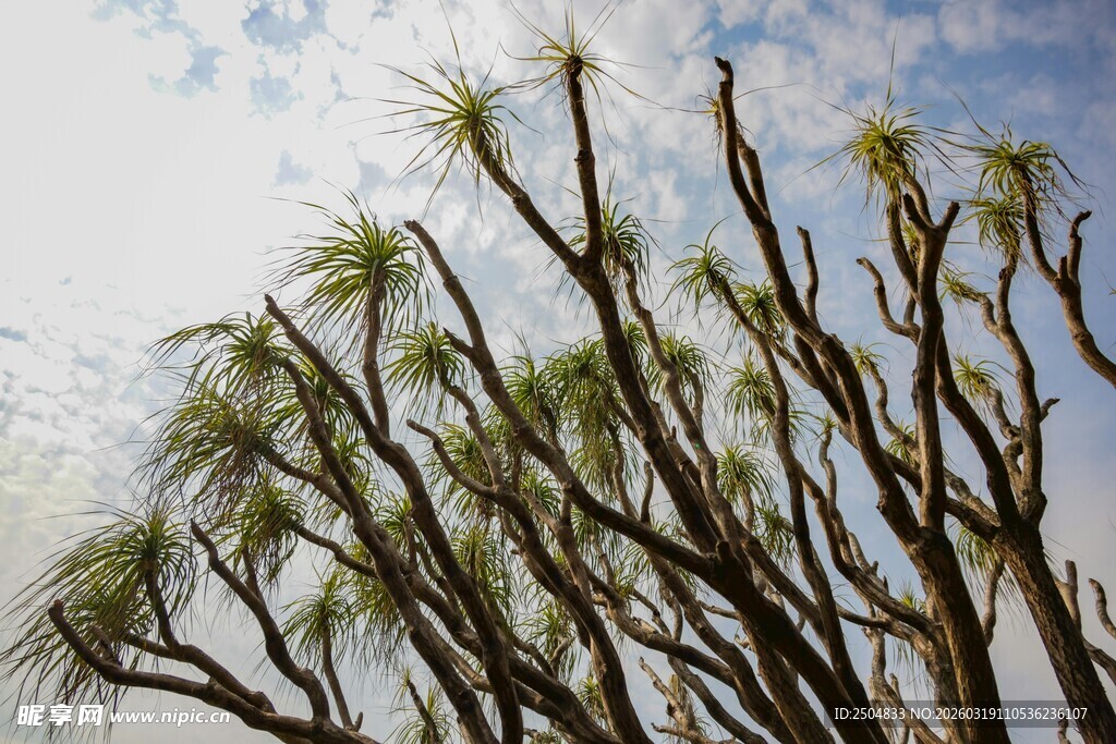 蓝天映衬下的奇特树木