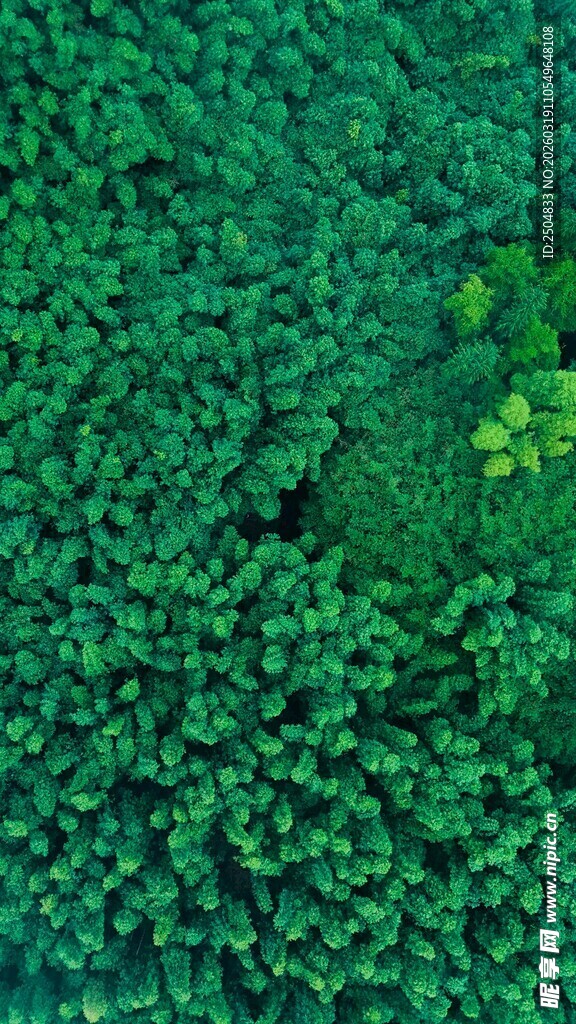 翠绿繁茂的植物景观