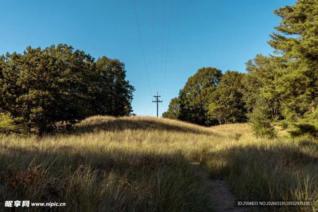 林间草地的静谧风光
