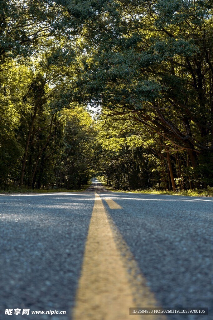 林间公路 阳光洒落之路