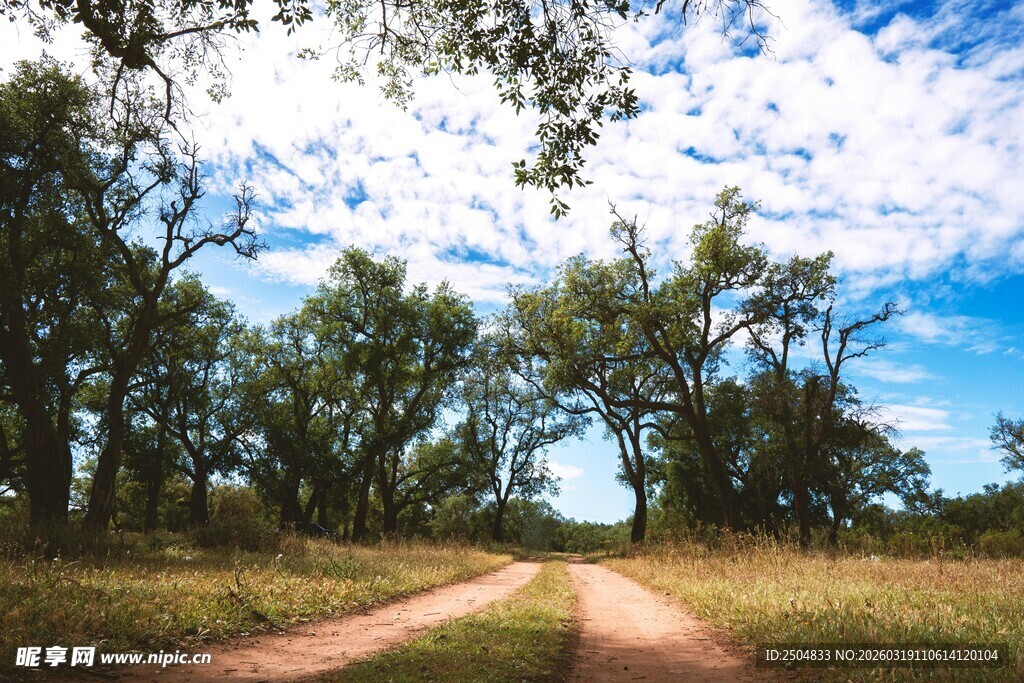 乡间小路旁的葱郁树林