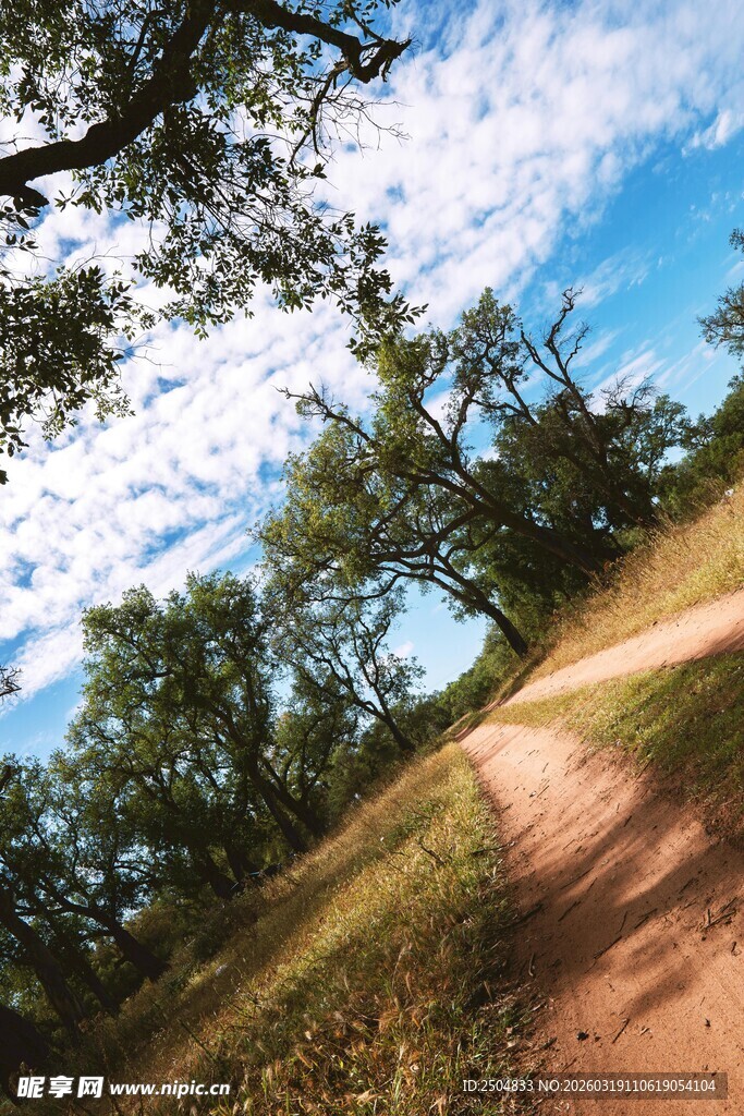 林间小径 通往自然的诗意