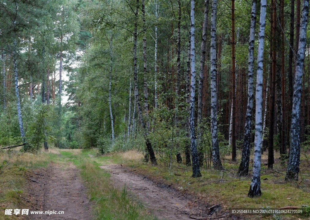 林间土路 白桦树的静谧风景
