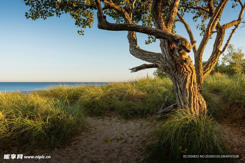 海边孤树 尽显自然静谧之美
