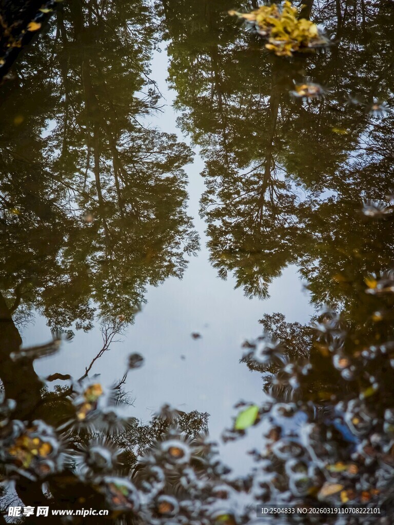 水中树木倒影的静谧之美