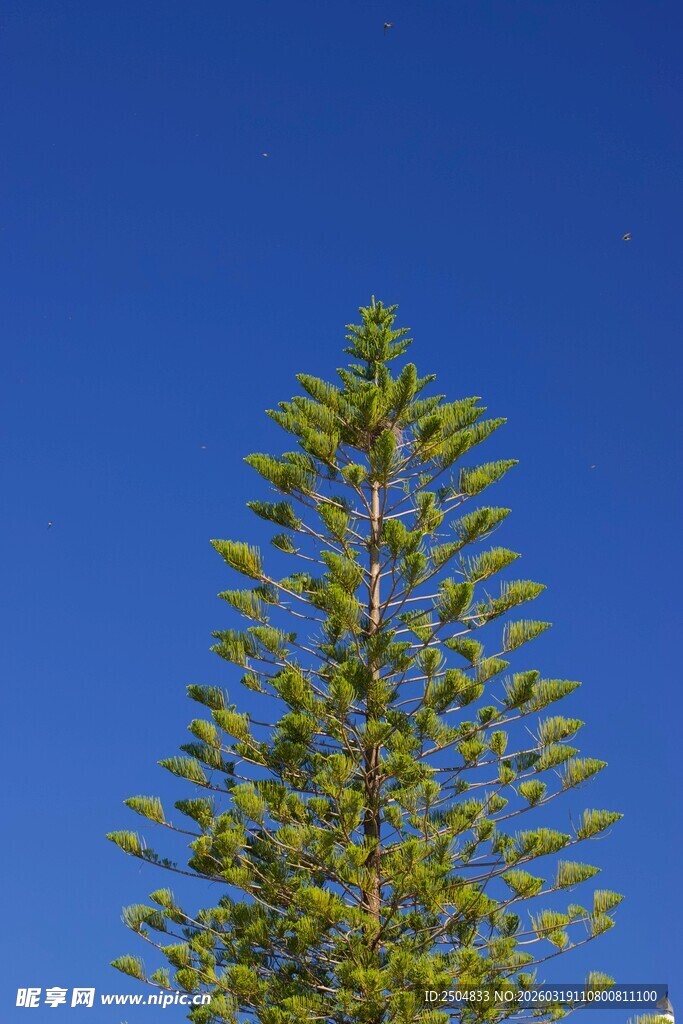 蓝天映衬下的挺拔松树