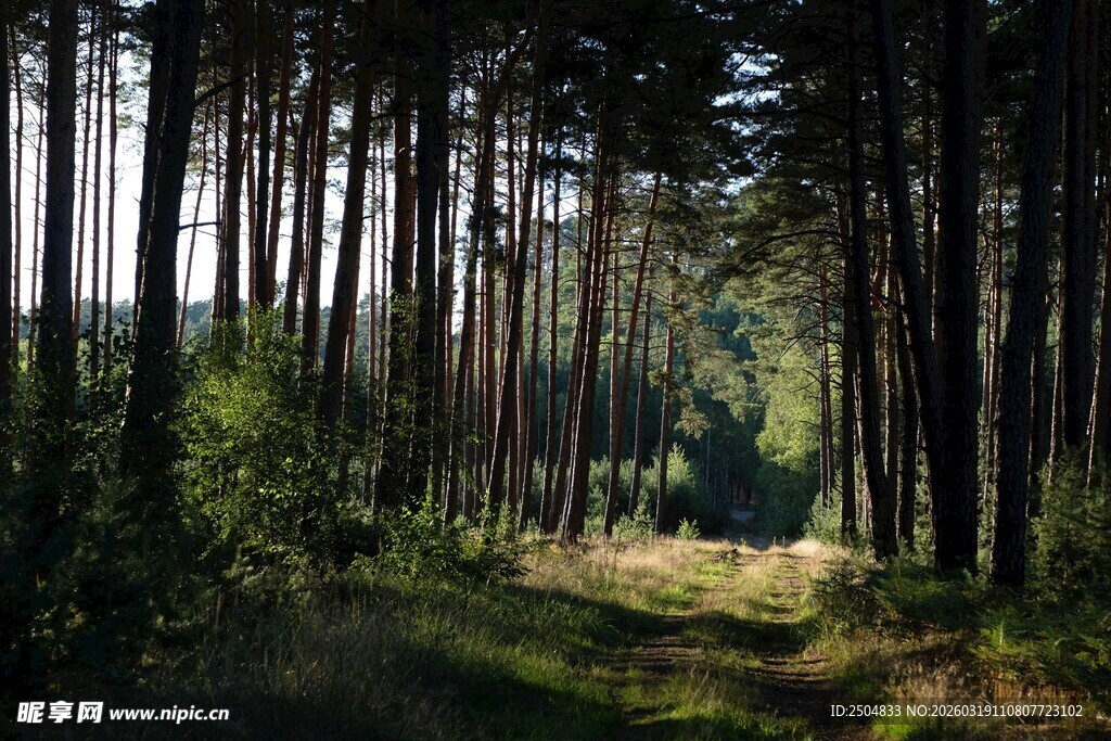 林间小道 静谧森林风光