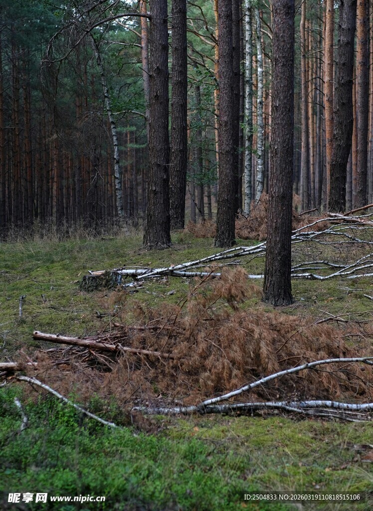 森林中的倒伏树木与植被