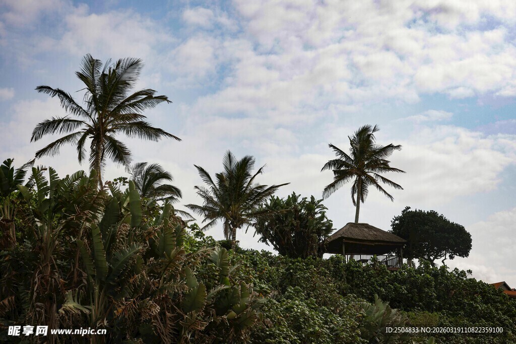 热带风光中的椰树与小屋