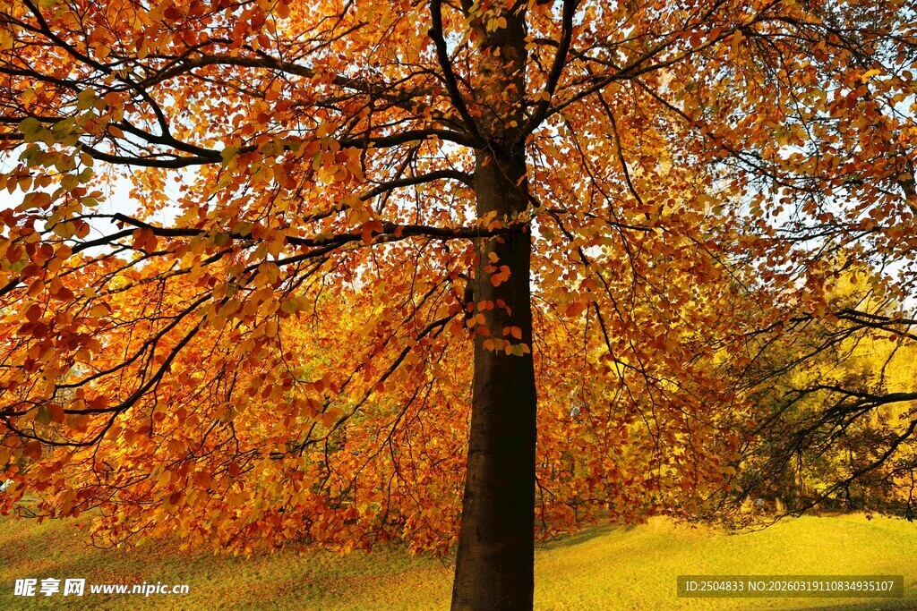 秋日独树的斑斓景致