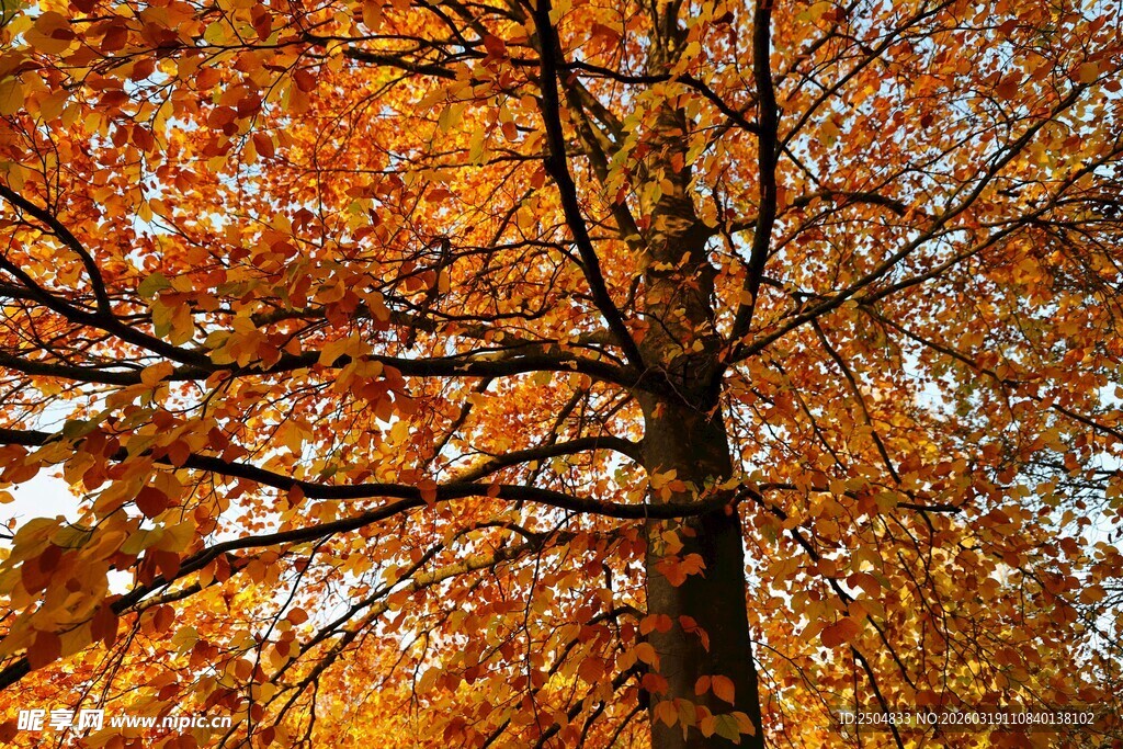秋日金黄树冠景象