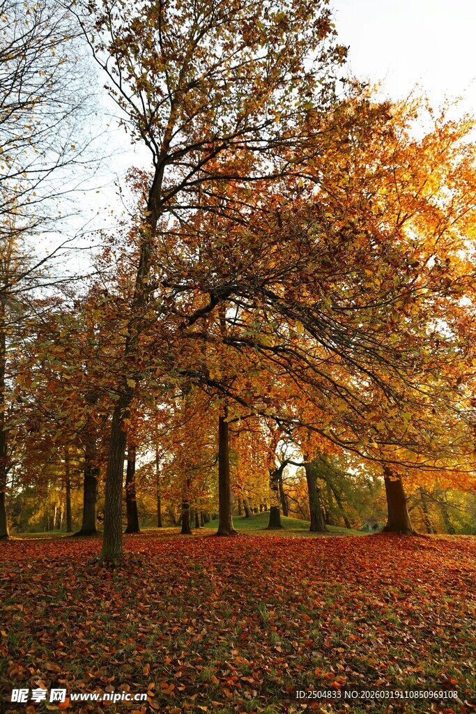 秋日公园落叶树林美景