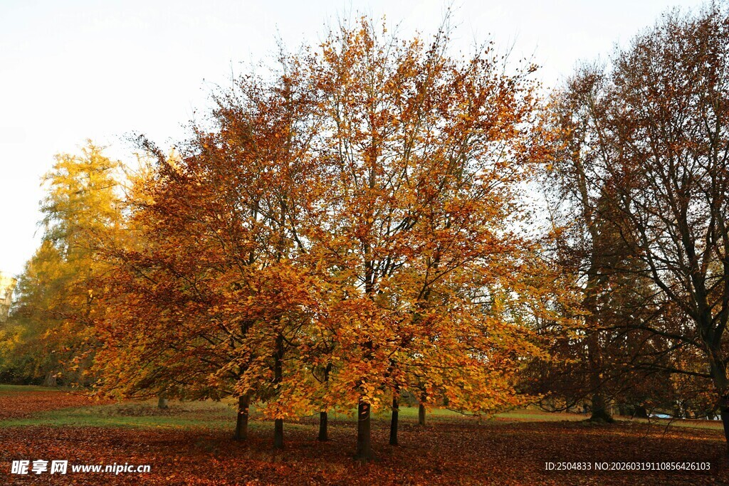秋日公园斑斓树木景观