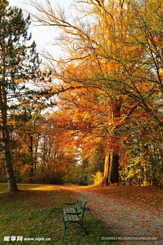 秋日林间长椅美景
