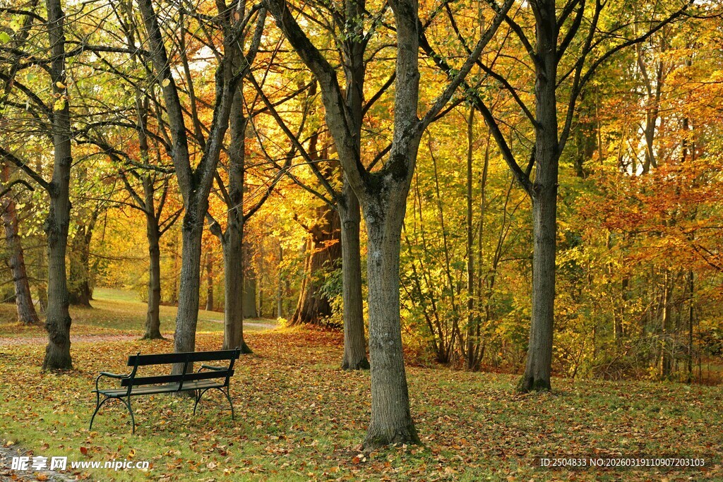 秋日林间长椅的静谧景致