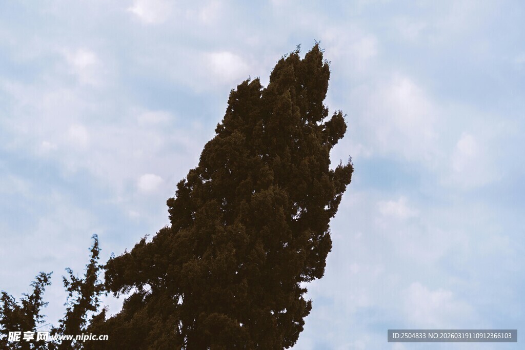 高耸树木映衬蓝天白云