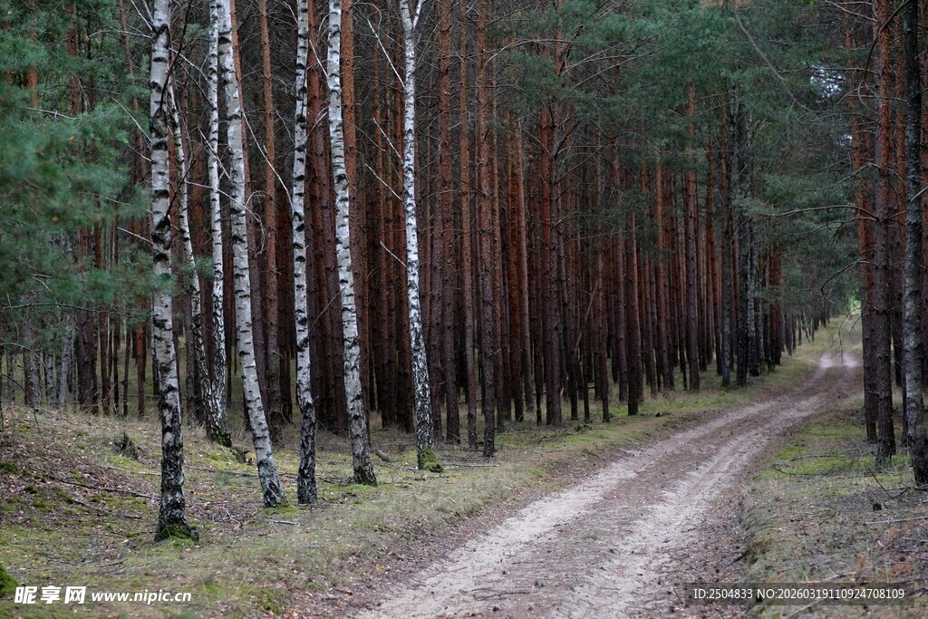 林间土路 静谧桦林景致