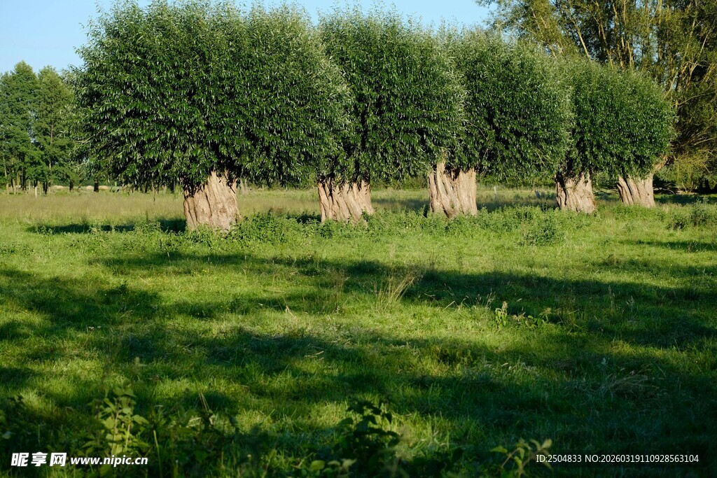 田园草地间的整齐树木