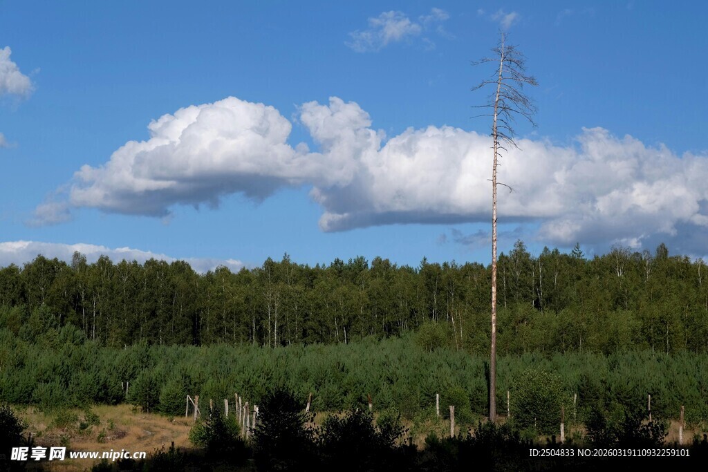 森林上空的蓝天白云