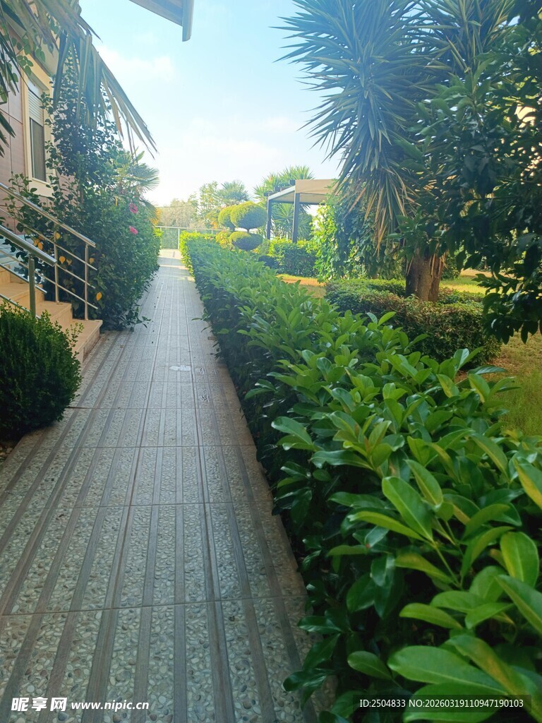 林荫小道 绿意盎然的景致