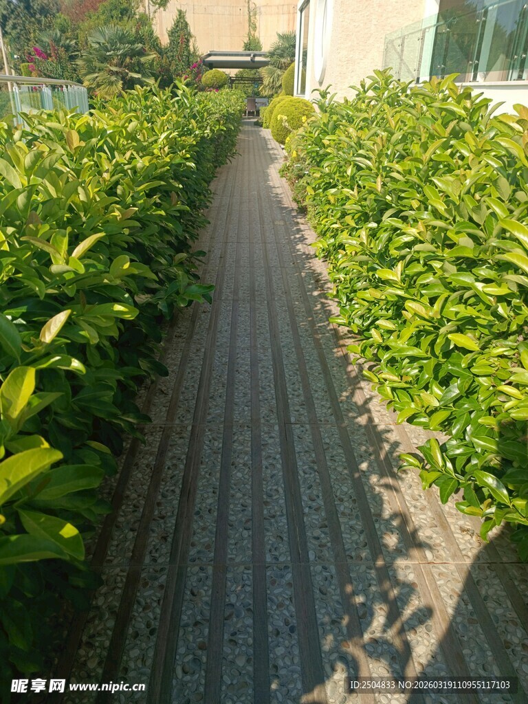 花园中的石板小径