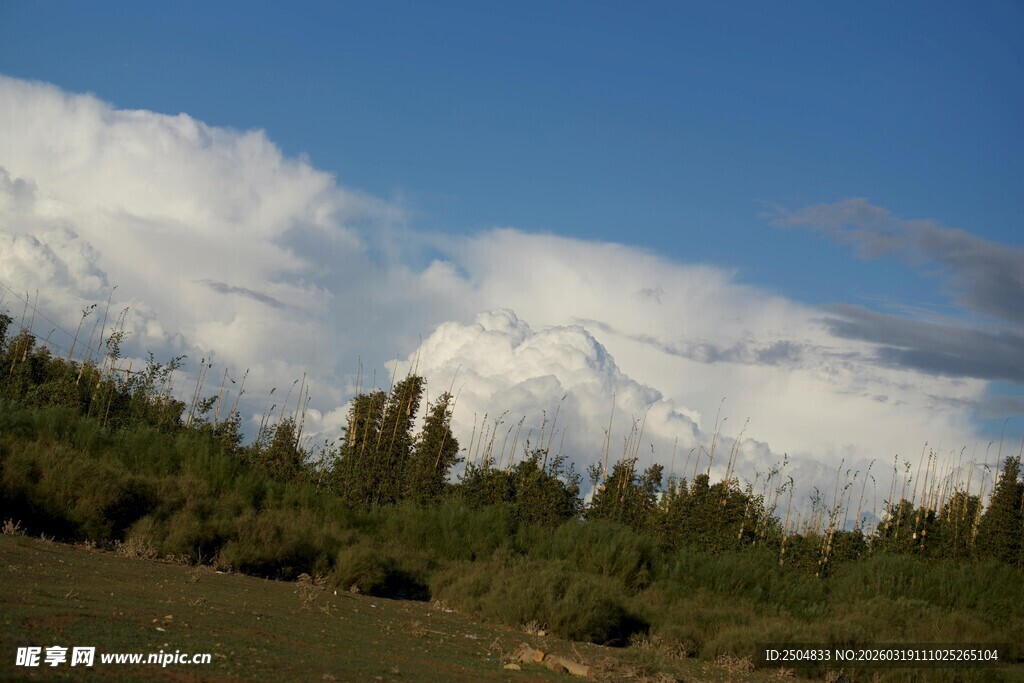 雪山下的葱郁山林