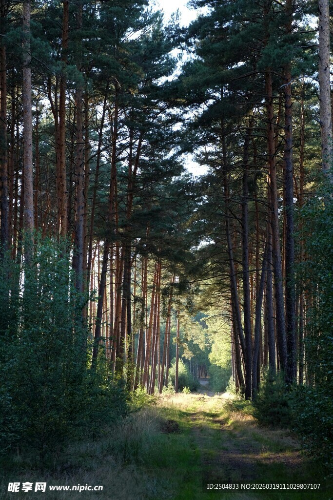 林间小道 阳光洒落的松林
