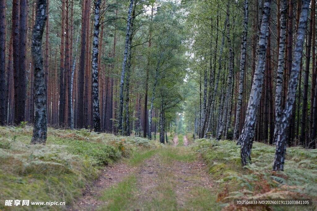 林间小径 静谧森林风光