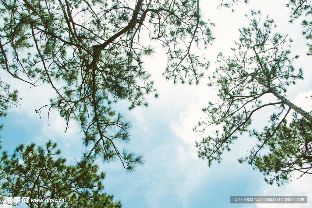 仰望蓝天绿树的清新景象