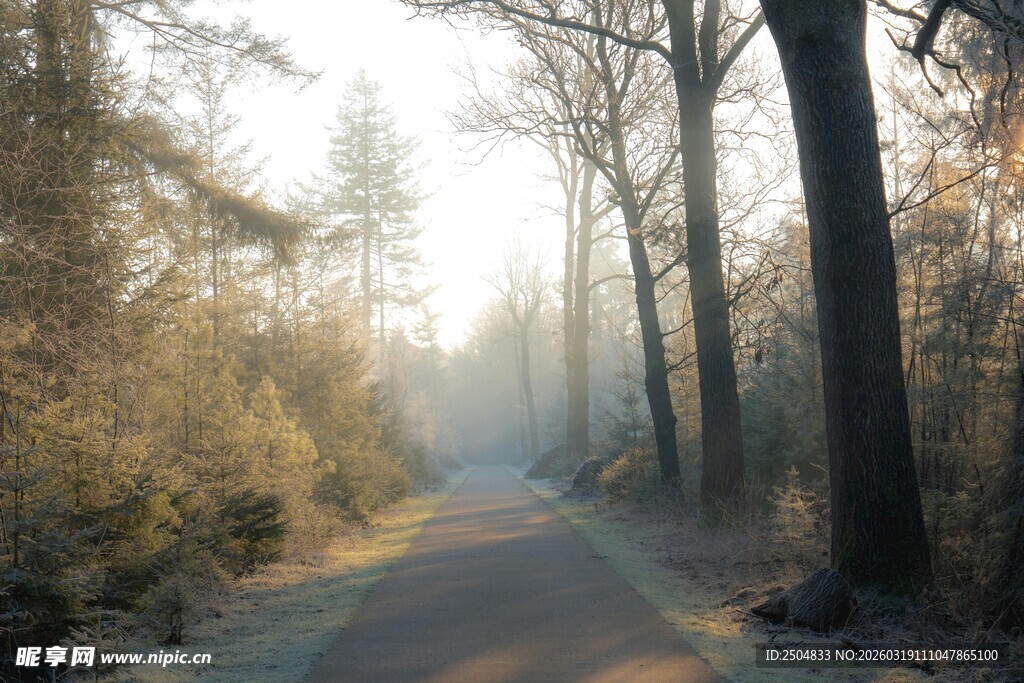 林间晨雾弥漫的静谧小路
