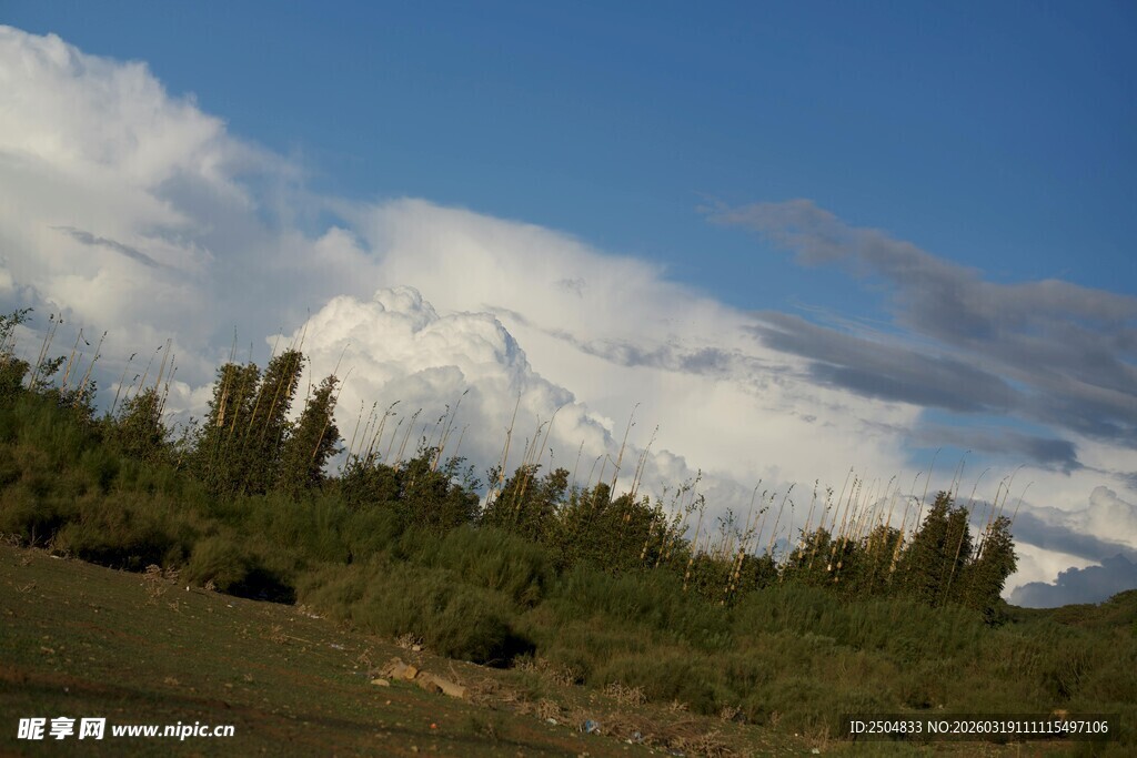 雪山下的葱郁树林