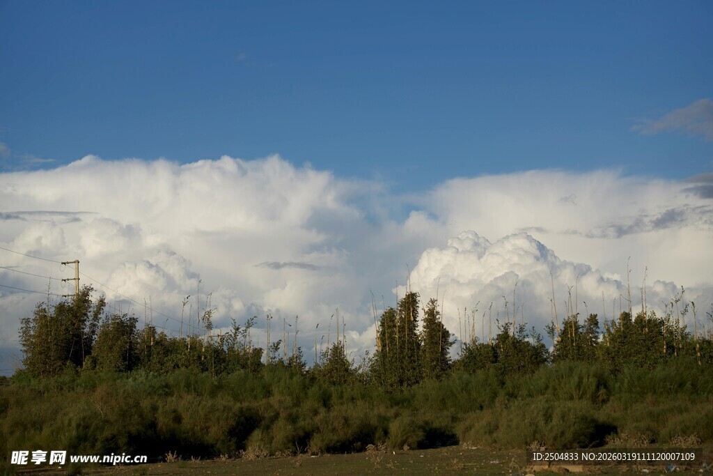 雪山下的葱郁树林