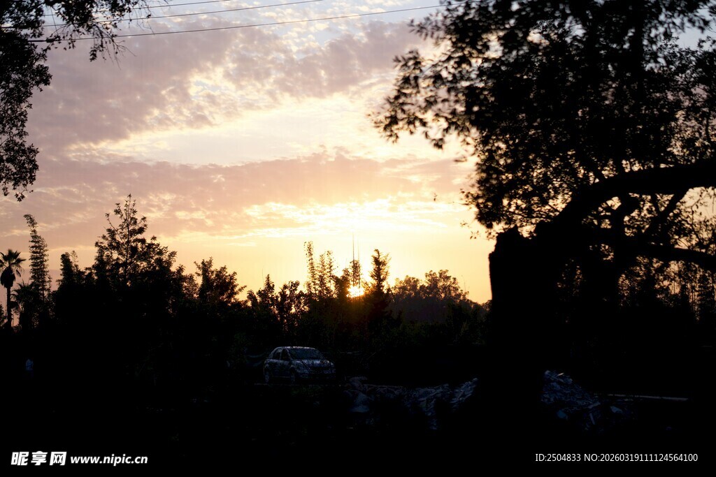 夕阳下的树木剪影
