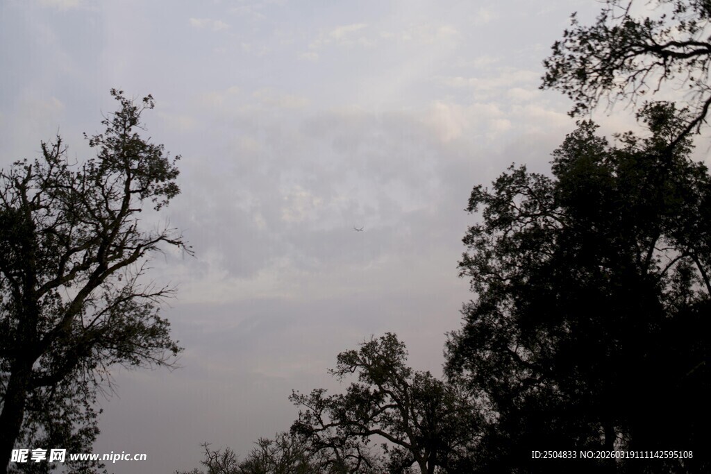 树梢间的朦胧天空