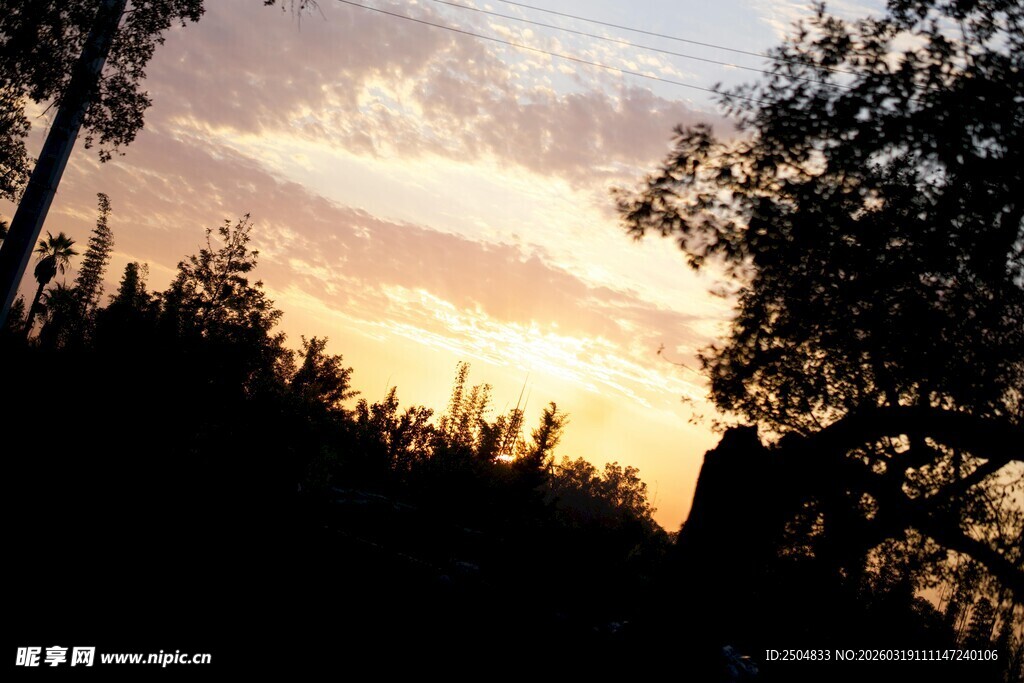 夕阳下的树林剪影