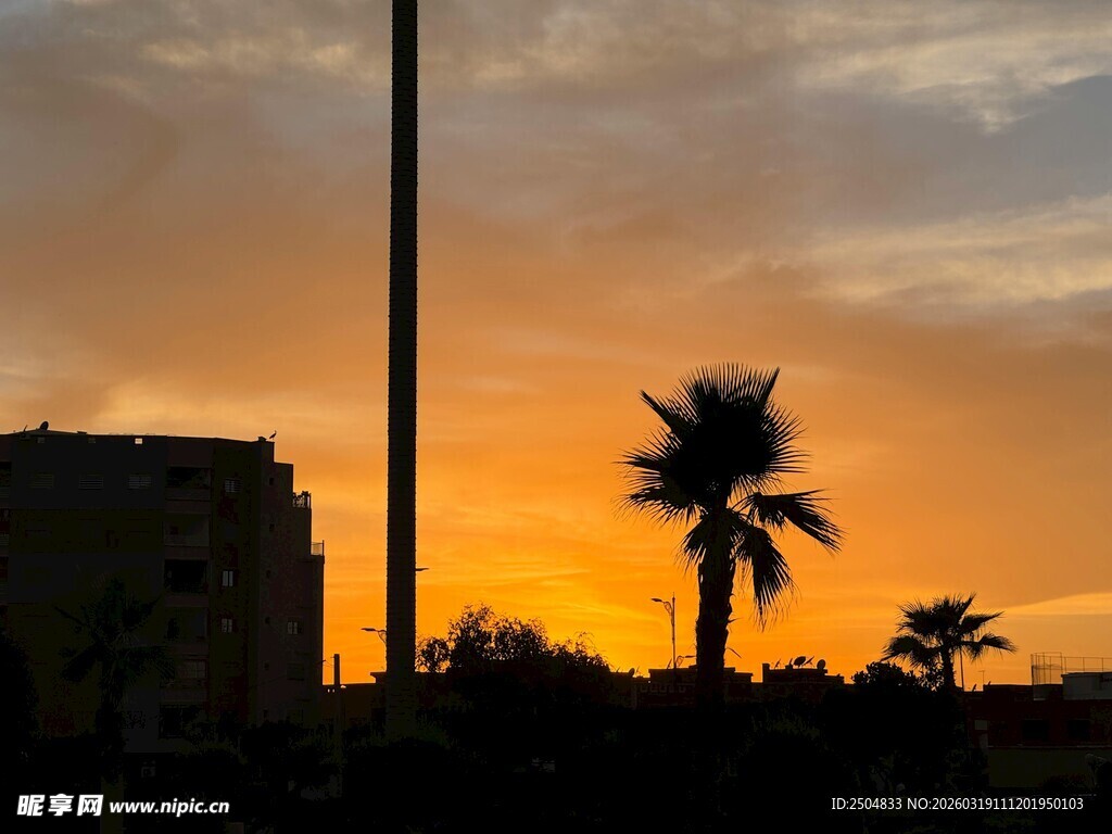 夕阳下的棕榈树与建筑